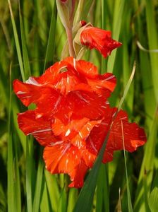 gladiole8