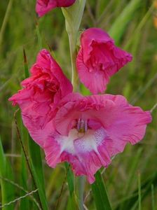 gladiole3