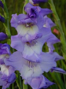 gladiole8