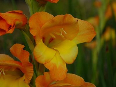 gladiole9