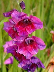 gladiole4