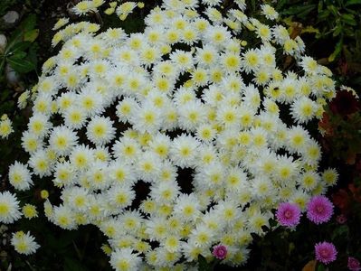 2016.10.23_crizanteme_2