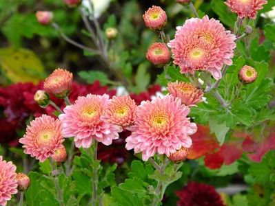 2016.10.23_crizanteme_3