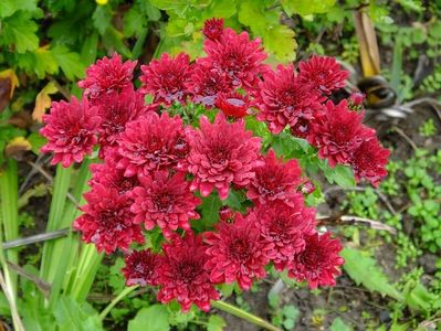 2016.10.23_crizanteme_5