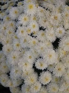 2016.10.30_crizanteme_2