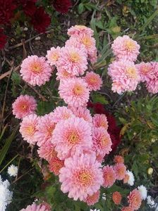 2016.10.30_crizanteme_6