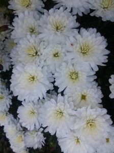 2016.10.30_crizanteme_8