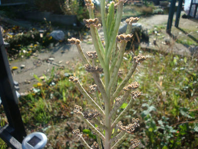 Bryophyllum delagoense (Eckl. & Zeyh.) Druce 1917.; Denumire acceptata.
