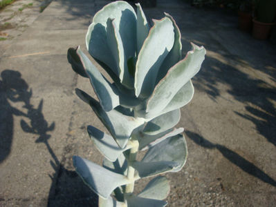 Cotyledon orbiculata L. 1753.; . Denumire acceptata. Origine; regiuni muntoase din Swaziland, Africa de Sud (Cape Province, Mpumalanga, KwaZulu-Natal). Rezista pana la -4°C.
