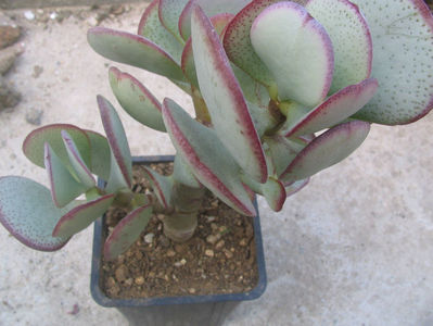 Crassula arborescens (Mill.) Willd. 1798.; Denumire acceptată. Origine; Africa de Sud (Little Karoo) -2°C
