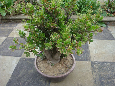 Crassula ovata (Mill.) Druce 1917.; Denumire acceptată. Origine; Africa de Sud  (Eastern Cape).
