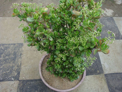 Crassula ovata (Mill.) Druce 1917.; Denumire acceptată. Origine; Africa de Sud  (Eastern Cape).
