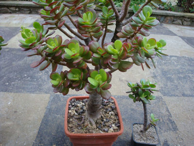 Crassula ovata cv. 'Crosby`s Compact'