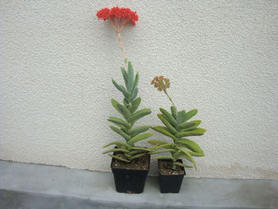 Crassula perfoliata var. falcata (J.C.Wendl.) Toelken 1975.; Denumire acceptată. Origine; Africa de Sud (Eastern Cape Province).
