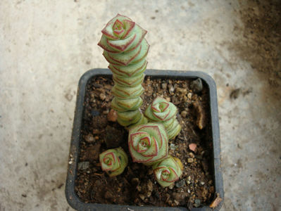 Crassula rupestris ssp. marnierana (Huber & Jacobsen) Toelken 1975.; .  Denumire acceptată. Origine; Africa de Sud în Vest.
