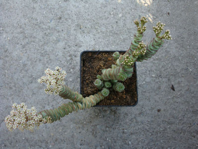 Crassula rupestris ssp. marnierana  (Huber & Jacobsen) Toelken 1975.; Denumire acceptată. Origine; Africa de Sud  în Vest.
