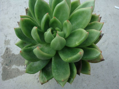 Echeveria agavoides Lem.1863.; Denumire acceptata. Origine: Mexic (San Luis Potosi).
