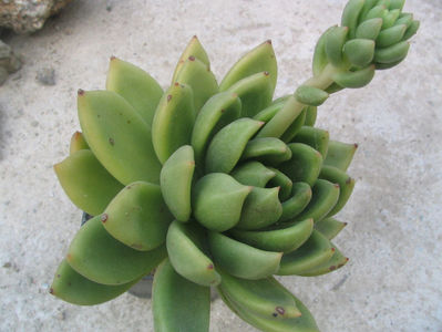 Echeveria agavoides Lem.1863.; Denumire acceptata. Origine: Mexic (San Luis Potosi).
