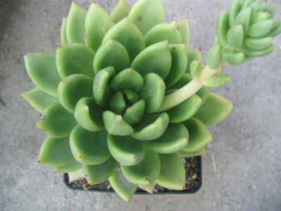 Echeveria agavoides Lem.1863.; Denumire acceptata. Origine: Mexic (San Luis Potosi).
