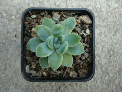 Echeveria elegans Rose 1905.; Denumire acceptata.
