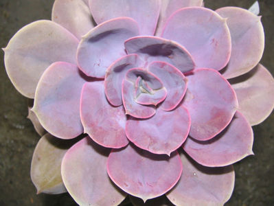 Echeveria gibbiflora cv. "metalica"