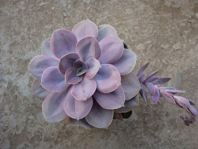 Echeveria gibbiflora cv. "metalica"