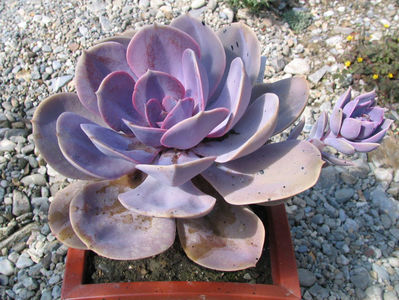 Echeveria gibbiflora cv. "metalica"