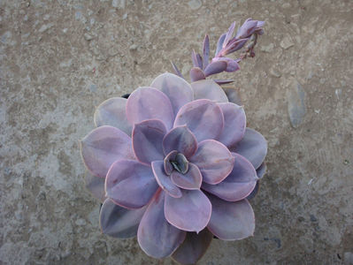 Echeveria gibbiflora cv."metalica"