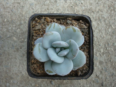 Echeveria laui Moran & J.Meyrán 1976.; Denumire acceptata. Origine: Mexic (-3°C)
