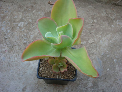 Echeveria pallida E.Walther 1938.; Denumire acceptata. Origine: Mexic.

