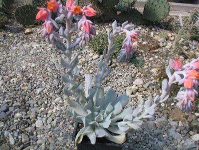 Echeveria runyonii cv. Topsy-Turvy