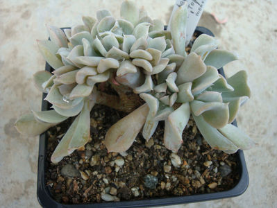 Echeveria runyonii cv. Topsy-Turvy forma trunchiata.