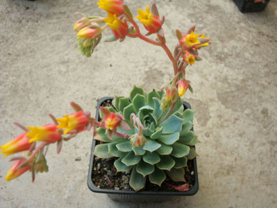 Echeveria secunda Booth ex Lindl. 1838.; Denumire acceptata.
