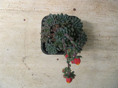 Echeveria setosa var. diminuta cv."rundellii"; Origina specii: Chile (aproximativ 25 km nord de Concepcion), Mexic (Sierra Mixteca, Oaxaca)
