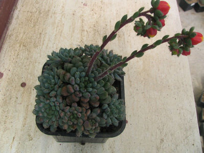 Echeveria setosa var. diminuta cv."rundellii"; Origina specii: Chile (aproximativ 25 km nord de Concepcion), Mexic (Sierra Mixteca, Oaxaca)
