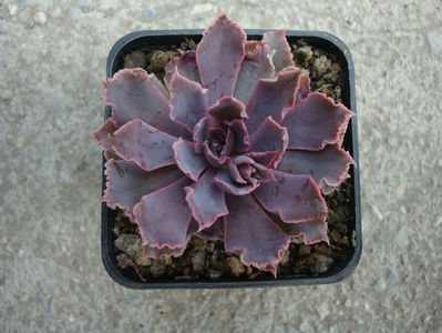 Echeveria shaviana cv. "rubra"