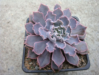 Echeveria shavianav cv. "rubra"