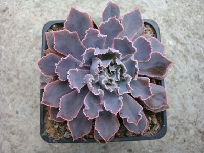Echeveria shavianav cv. "rubra"