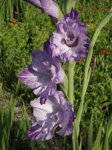 2015_gladiole_2
