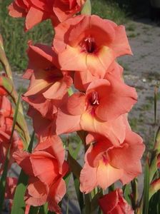 2015_gladiole_3