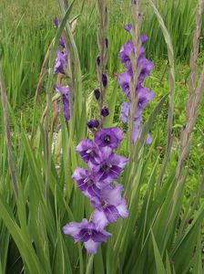 2015_gladiole_4