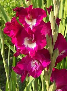 2015_gladiole_5