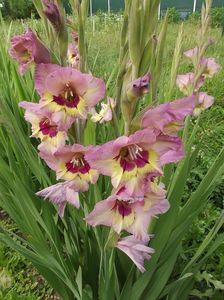 2015_gladiole_6