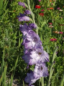 2015_gladiole_9