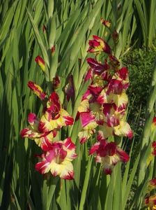 2015_gladiole_11