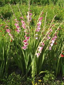 2015_gladiole_13