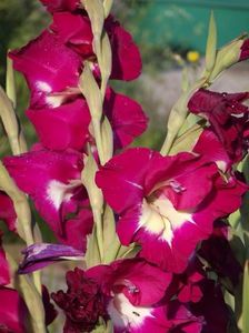 2015_gladiole_15