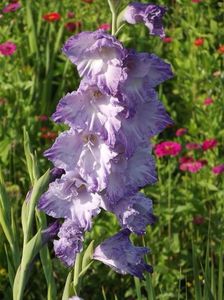 2015_gladiole_16