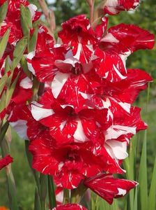 2015_gladiole_18
