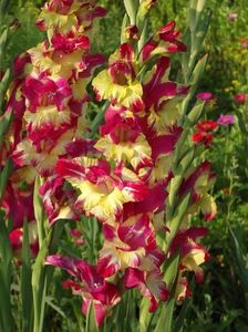 2015_gladiole_19